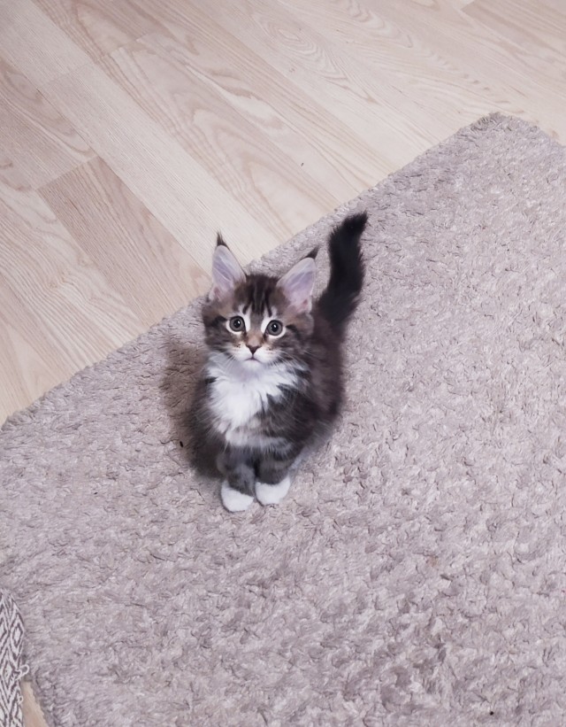 Давайте по котикам, которые с нами на самоизоляции