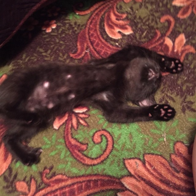 Чуток картинок не про вирус 11.0