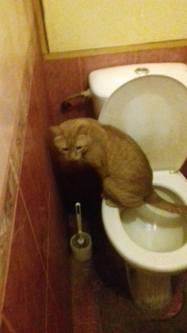 Про котов