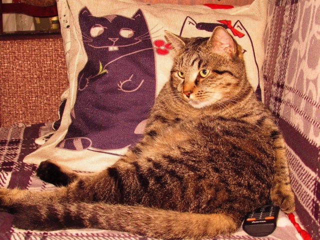 Котовторник