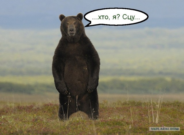 "Смелый" мишка