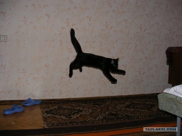 Фотожаба: Кот-ниндзя