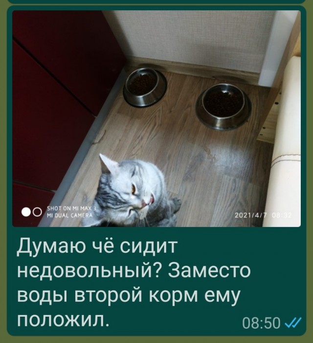 Почему кот съедает корм только в центре миски или синдром "уставших усов"