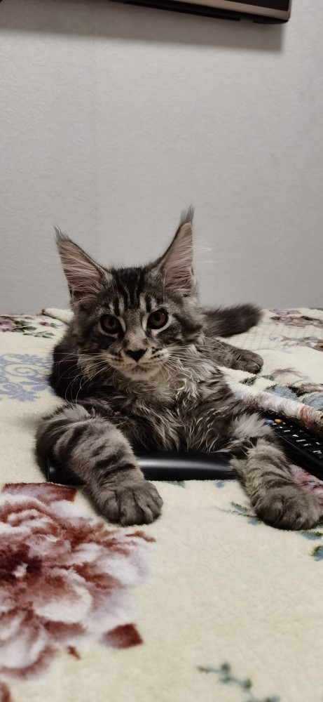 Даешь котовторник!