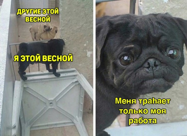 Весёлый полтишок 7.05