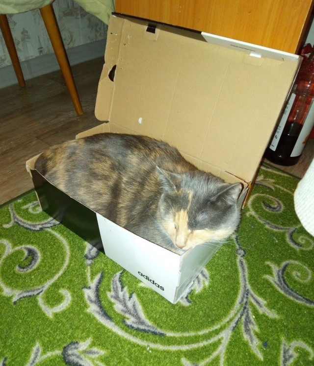 Вторник-кото