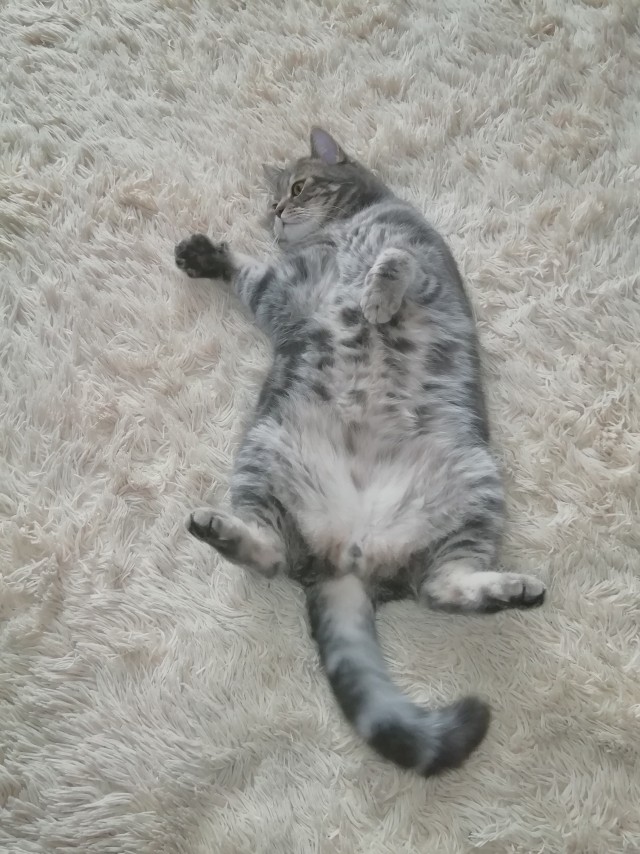Котовторник же очередной