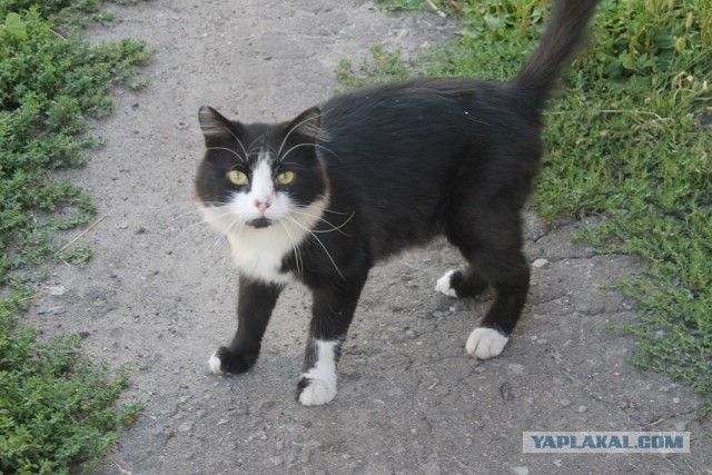 Жизнь домашнего приюта "Котоленд" 297