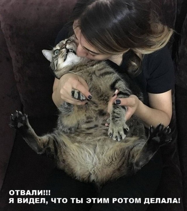 Злые котики - к последнему летнему котовторнику