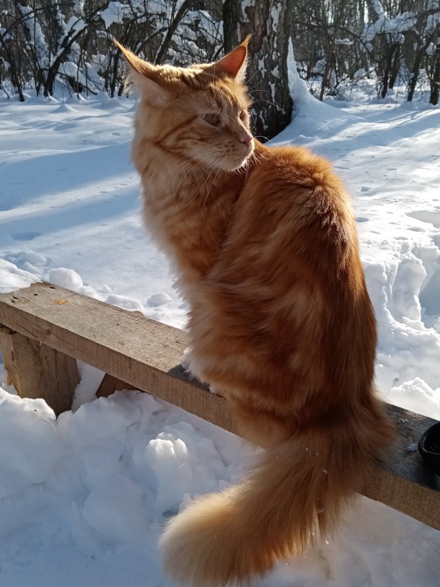 Кот Мейн-кун: царь домашних кошек!