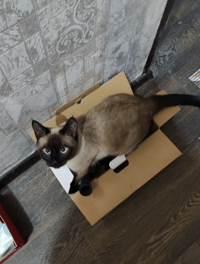 Котовторник 19.07.22