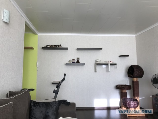 Тренажёр для тыгыдымского кота