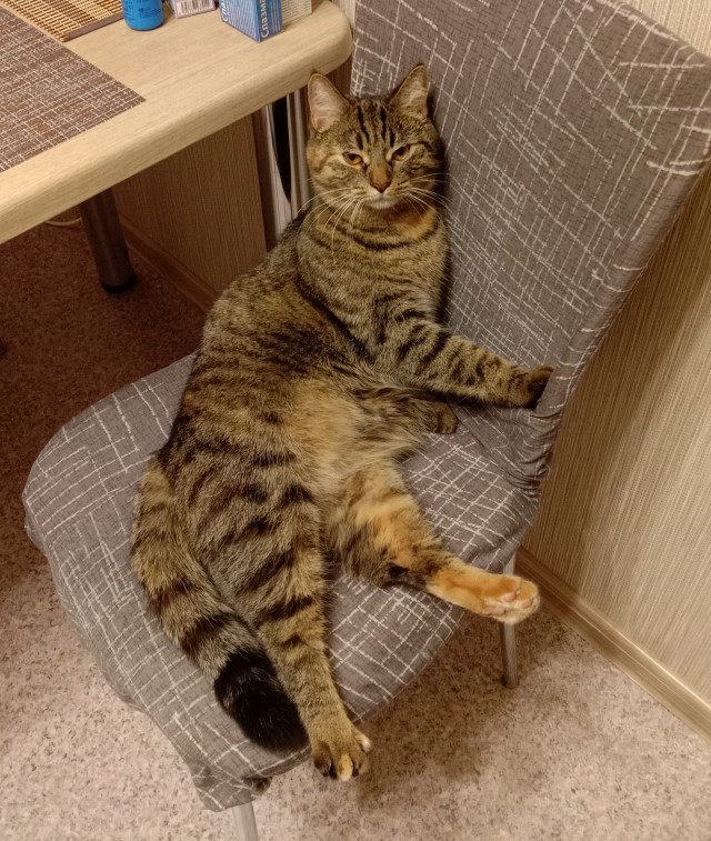 Вторник, ваши коты и кошки в студию