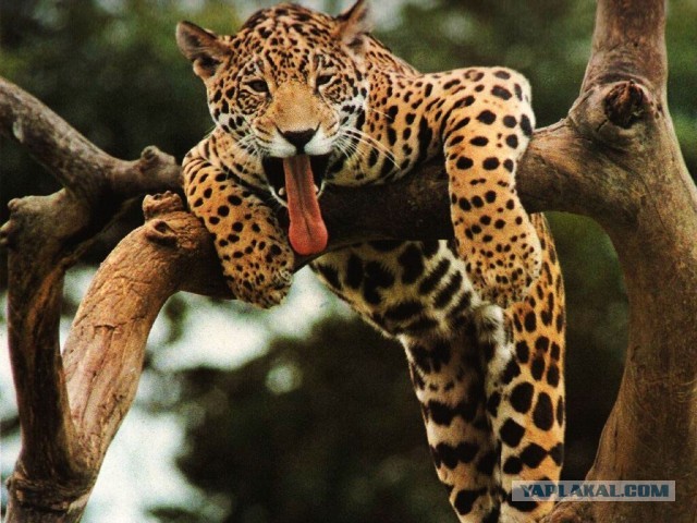 Прописал в челюсть