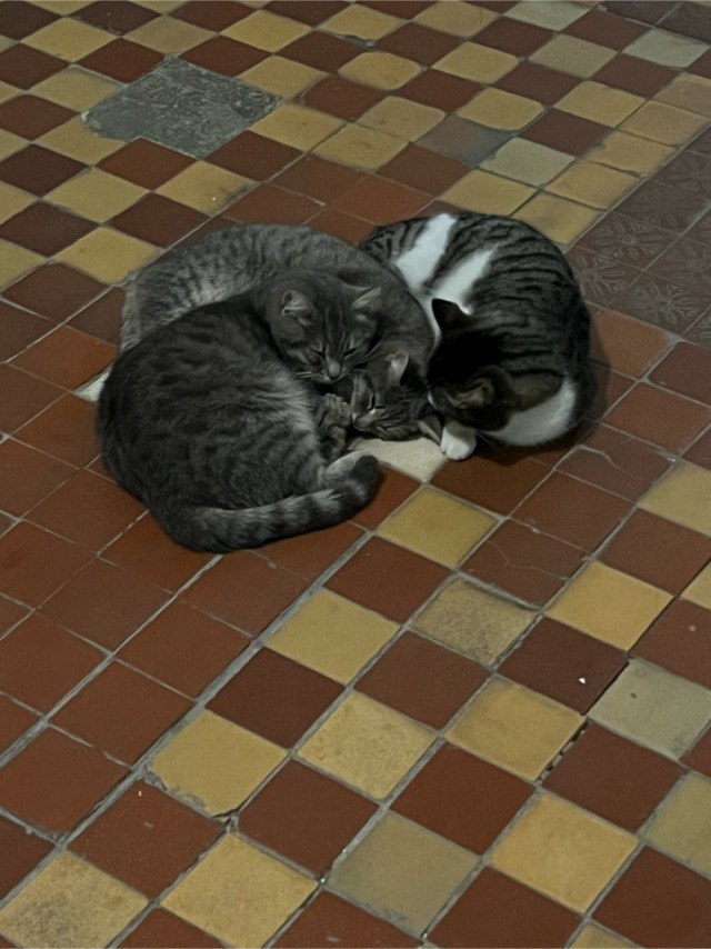 Коточетверг!