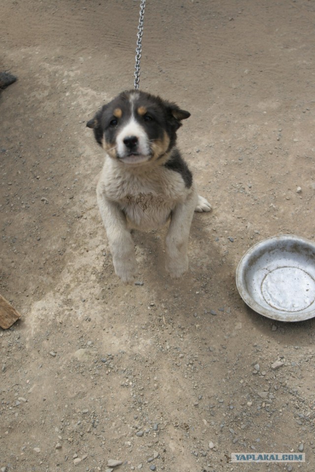 В Монголию на мотоциклах 2006