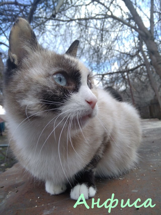 Жизнь домашнего приюта "Котоленд" 382