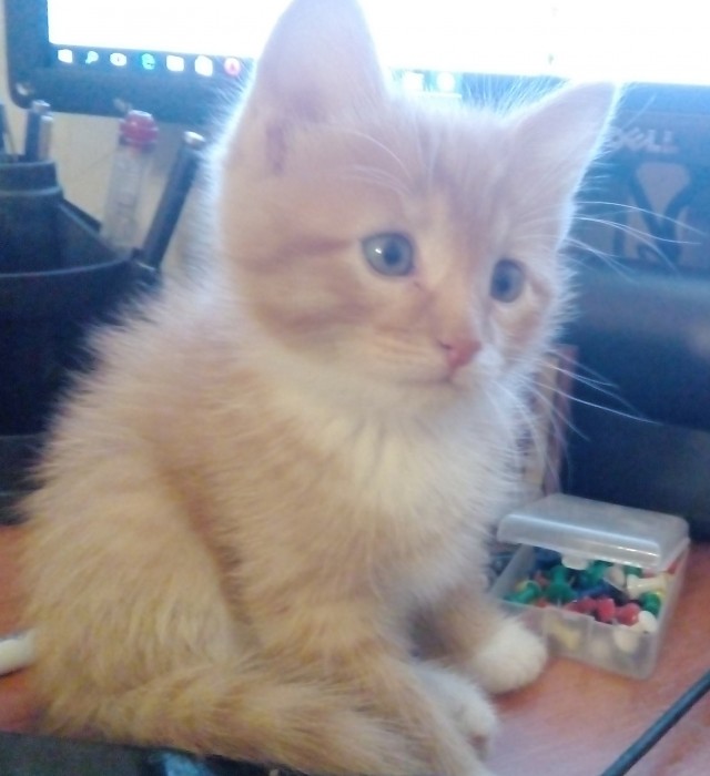 Я опять кота нашёл