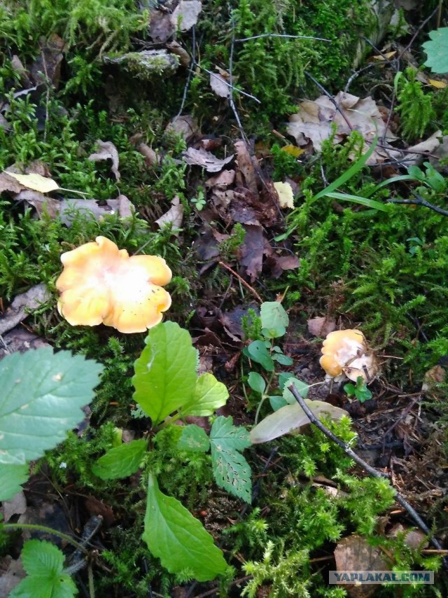 Сходил за грибами (Мск. обл)