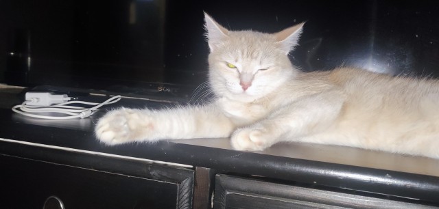 Котовторник! 16+ Коллеги-рабы, отмечаемся, у кого хозяину много лет!
