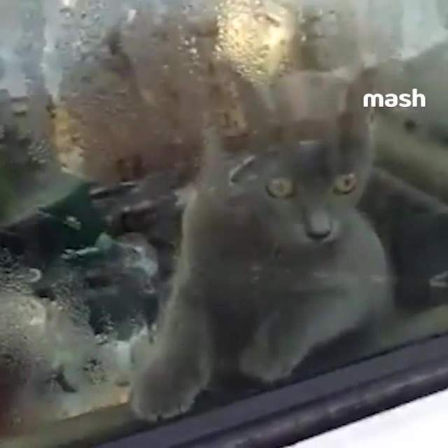 Кота из машины спасли. Сейчас его забрали с собой полицейские