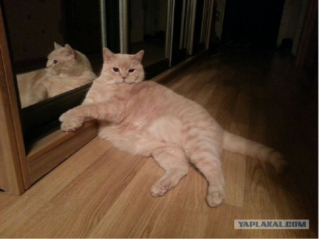 Котовторник 30.04.2013