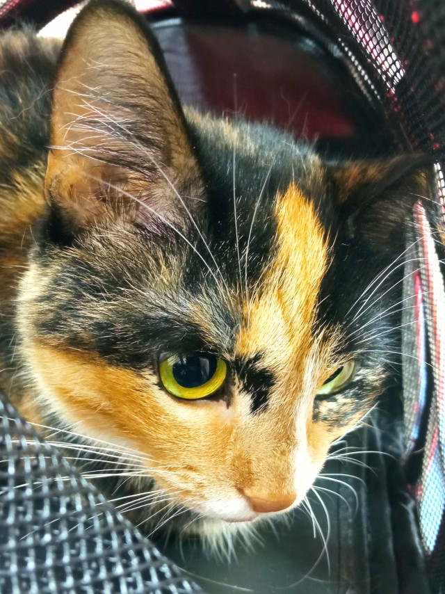 Котовторник. Дуська