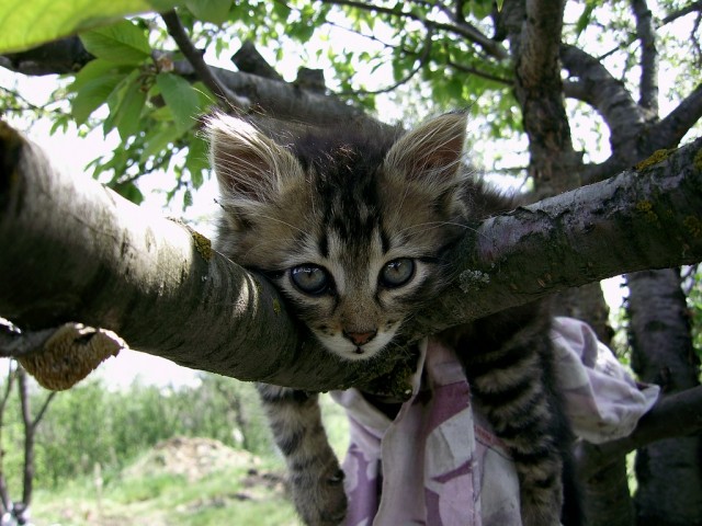 Котовторник 30.04.2013