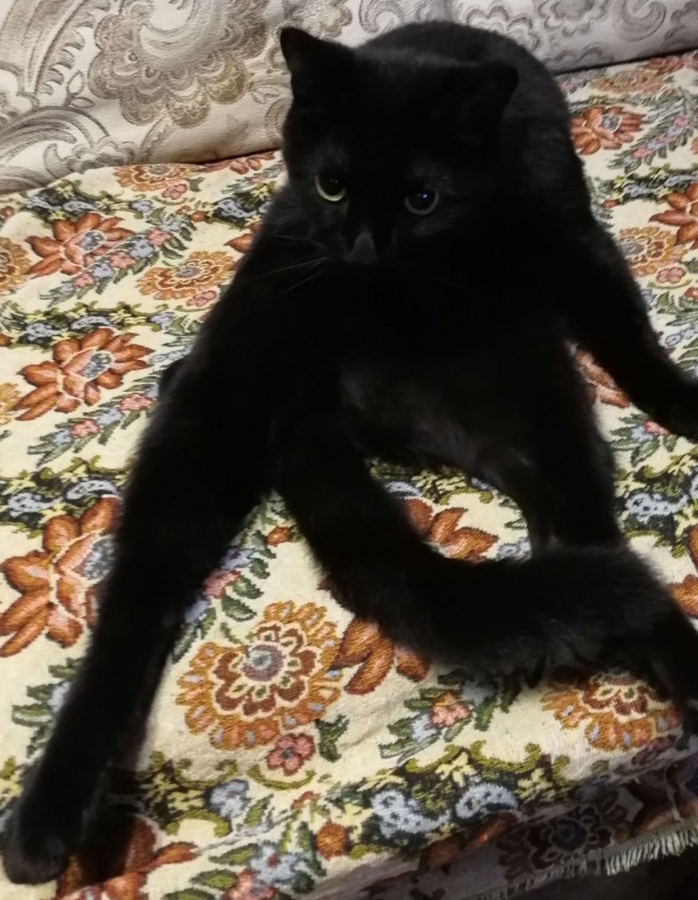 Моника