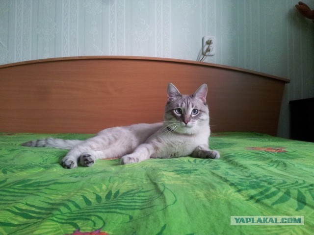 Котовторник  07.05.2013