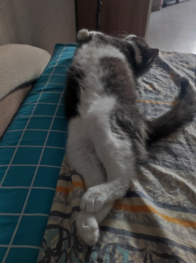 Котовторник в картинках