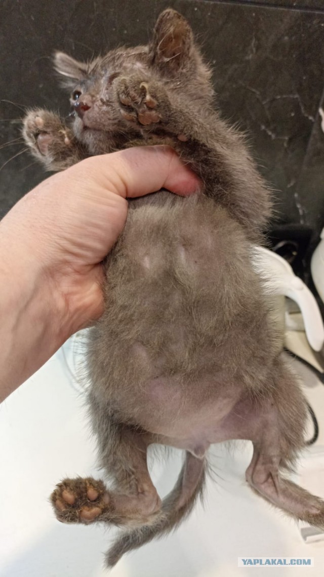 Котовторник же!