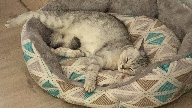 С Котовторником!