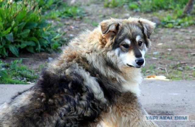 Человек и собака