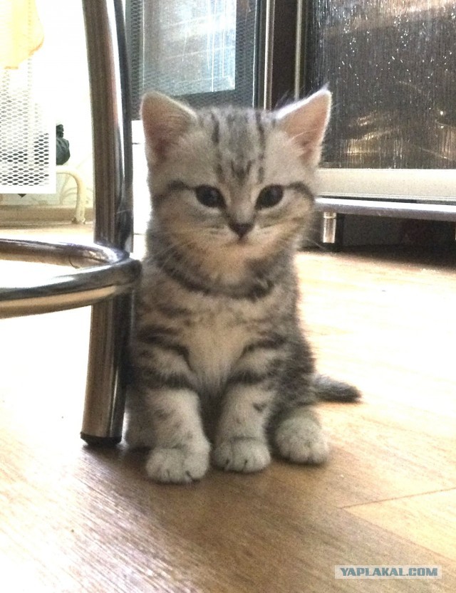 На котовторник