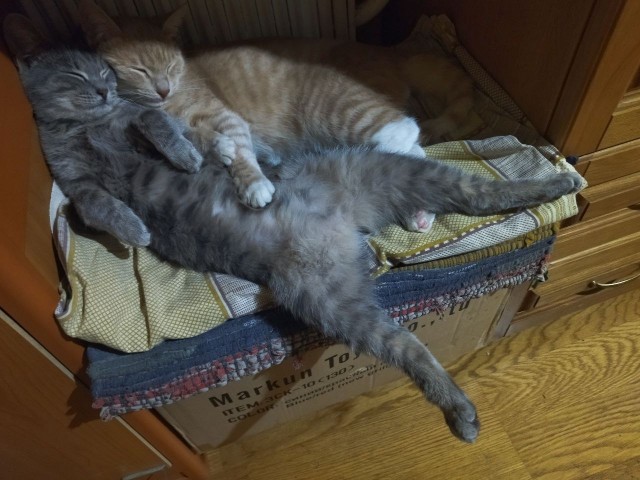 Очумелые Пёрышки. Начало