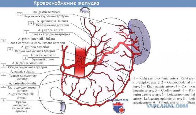 Хорошо ушёл