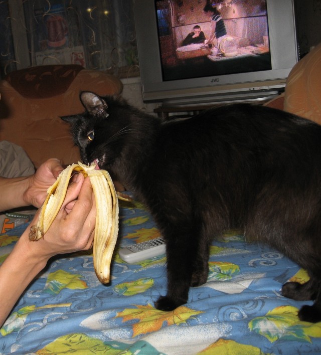 Сегодня котовторник