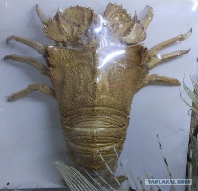 Как тебе такое, Ридли Скотт ?