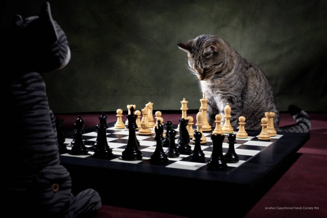 12 самых смешных котов в истории комического конкурса Comedy Pet Photography Awards