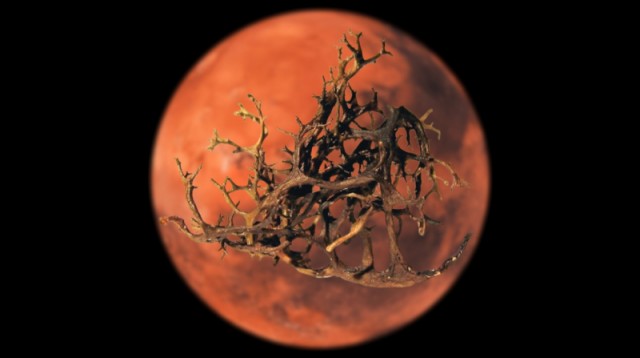 Ученые доказали способность лишайников выживать в условиях Марса