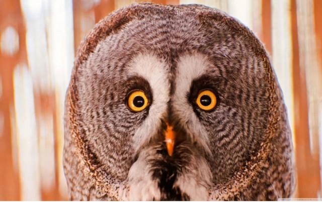 Вопрос к Сове82