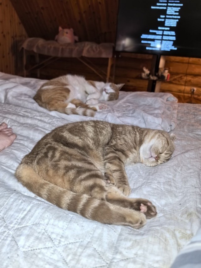 Спящий кот