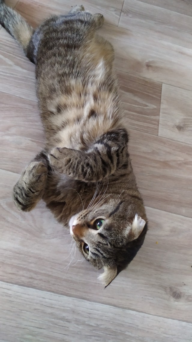 Нефотогеничный кот