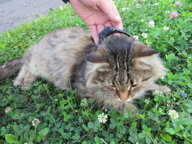 Пушистого наркокурьера повязали в Нижегородской области. Кот нес марихуану в тюрьму