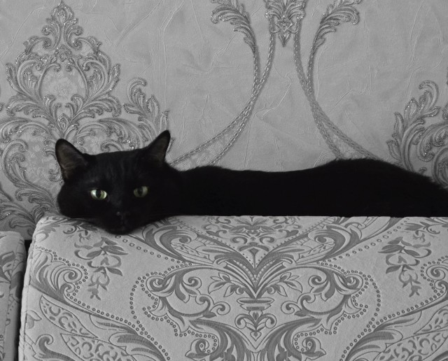 Котовторник.Наши модели