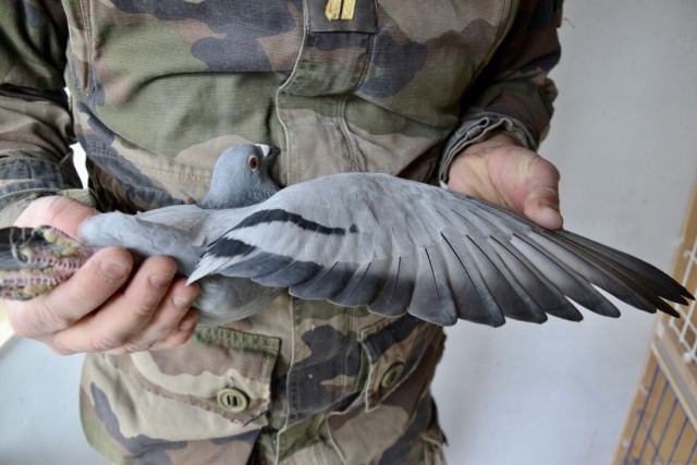 Франция. Последний оплот голубиной почты