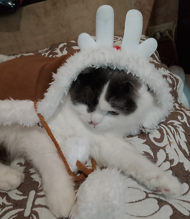 Последний котовторник в этом году братцы.