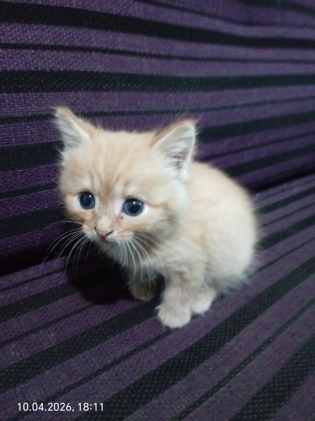 Наши коты