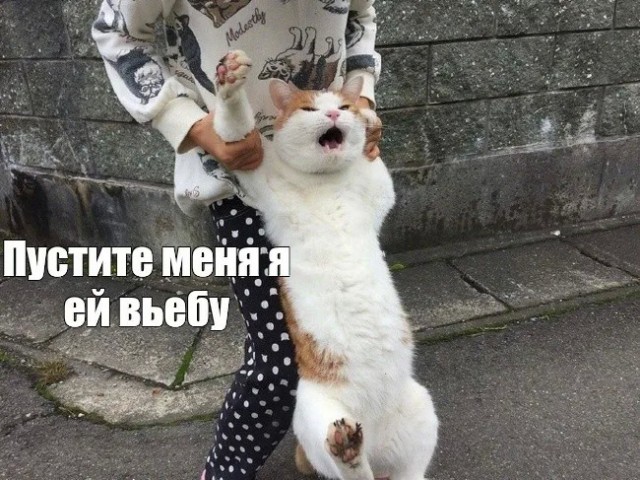 В Думу внесен законопроект о едином реестре домашних животных и их маркировании
